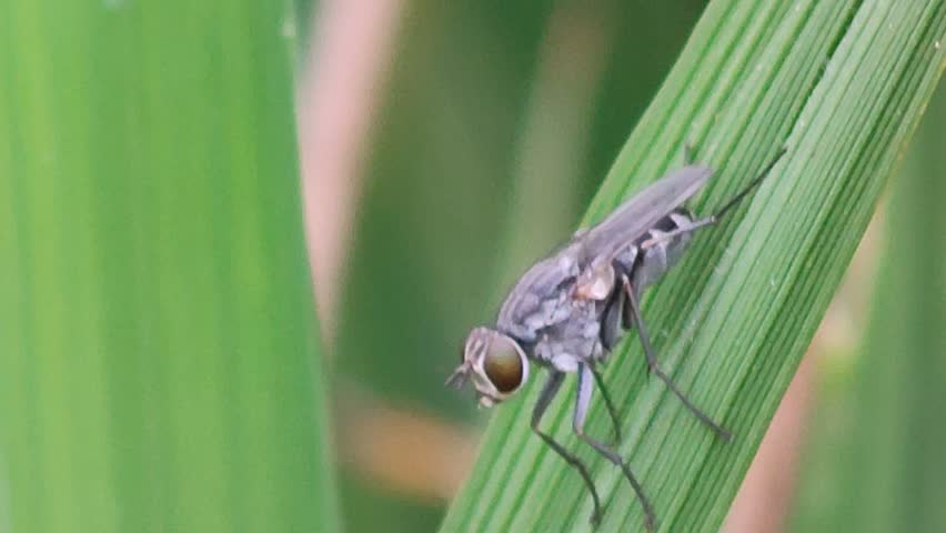 A detailed macro close-up of a fly resting on a green leaf, captured with shallow depth of field and natural light. The image highlights insect anatomy, textured wings, and organic patterns in nature. Ideal for themes related to wildlife, entomology, ecology, biodiversity, and natural environments.