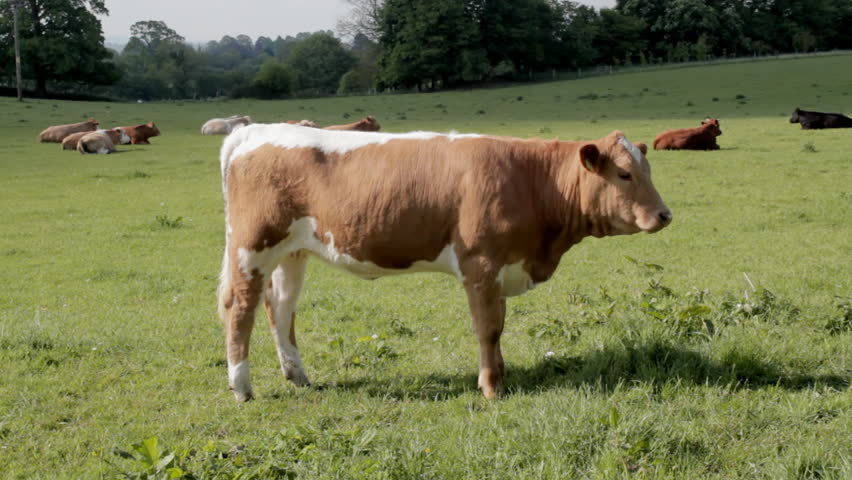 Young cow looking to camera