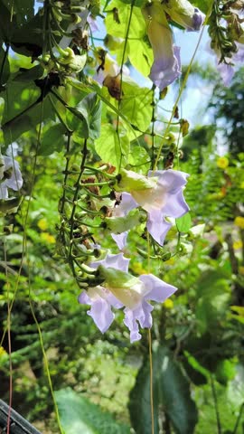 Footage of Morning Glory flower. This beautiful blooming violet floral with green leaves on natural background.