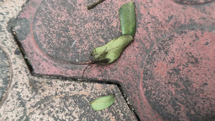 Lchneumonidae wasps. Its common names ichneumon wasp, ichneumonid wasps, ichneumonids and Darwin wasps. This is a family of parasitoid wasps of the insect order Hymenoptera. 