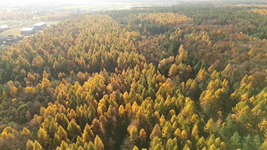Autumn forest canopy from above