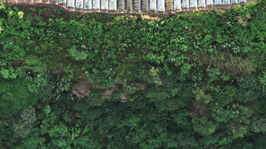 Top-down aerial shot of women working on mountain terrace farms with green crops and red soil, captured in early morning light in rural India.