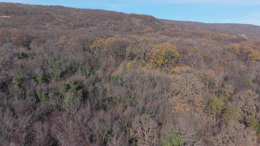 Aerial view of autumn forest landscape with dense trees, warm seasonal colors, natural wilderness scenery, calm rural environment, nature background