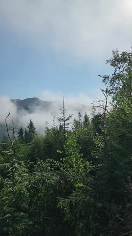 Foggy mountain peaks covered in pine forest under a blue sky in the Carpathians Ukraine. Beautiful morning mist rolling over the green hills and evergreen trees in a wild natural landscape.