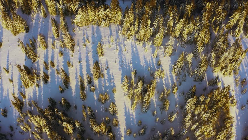 High snowy mountain covered with evergreen fir trees on a sunny cold day