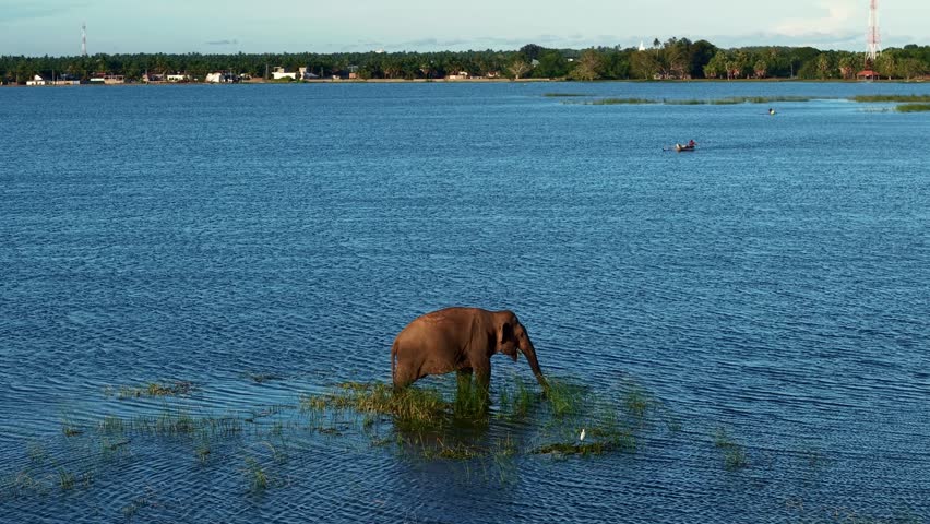 An Asian elephant wades through shallow blue water, surrounded by patches of reeds and floating vegetation. In the distance, a small fishing boat crosses the lake near a tropical shoreline with palms and houses.
