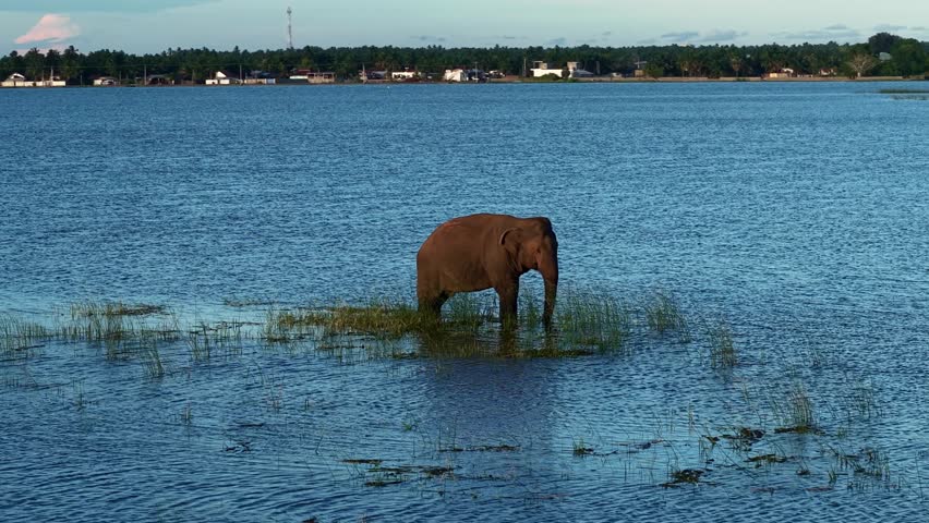An Asian elephant wades through shallow blue water, surrounded by patches of reeds and floating vegetation. In the distance, a small fishing boat crosses the lake near a tropical shoreline with palms and houses.
