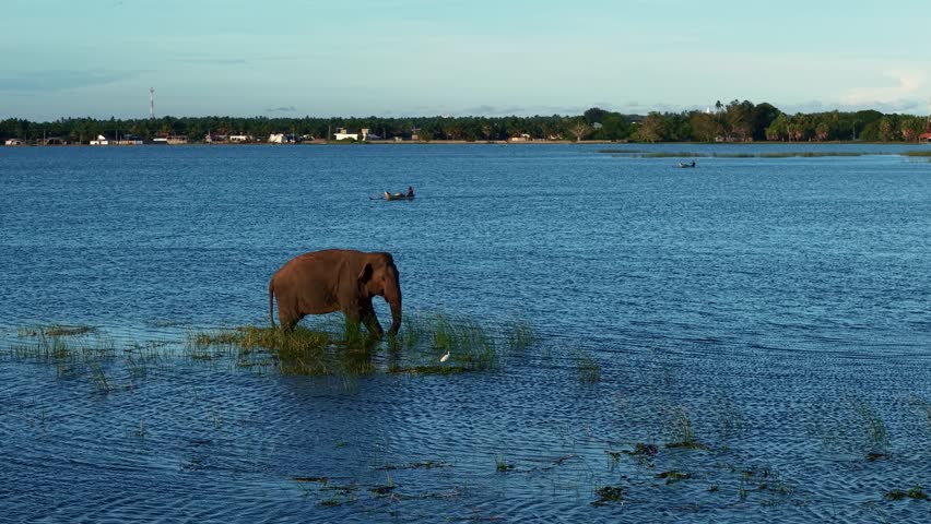 An Asian elephant wades through shallow blue water, surrounded by patches of reeds and floating vegetation. In the distance, a small fishing boat crosses the lake near a tropical shoreline with palms and houses.
