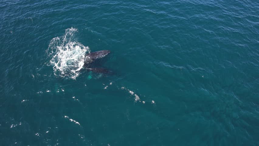 Humpback Whale Spouting Water As It Surfaces In The Blue Sea. - aerial shot