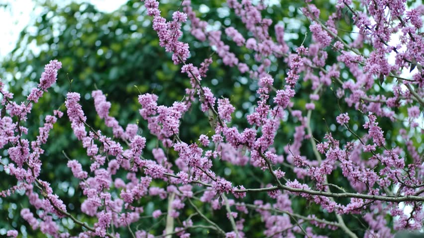Beautiful peach blossoms in spring