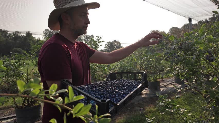 Farmer picking fresh blueberries on a farm.