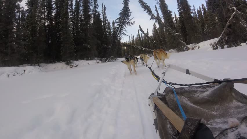 A POV (Point of View) shot from a dog sled as a team of energetic Alaskan Huskies pulls tourists through a dense, snow-covered forest trail in the Mount Lorne area near Whitehorse, Yukon, Canada, on a sunny day