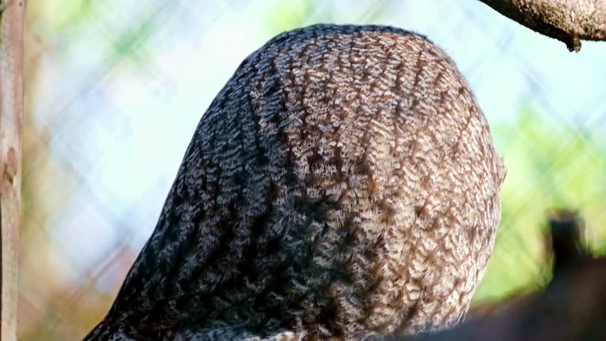 A striking, close-up of a great grey owl with intense yellow eyes