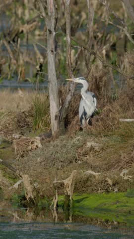Solitary grey heron patiently waiting for prey in its natural habitat. A majestic wading bird stalking in a marsh with green algae