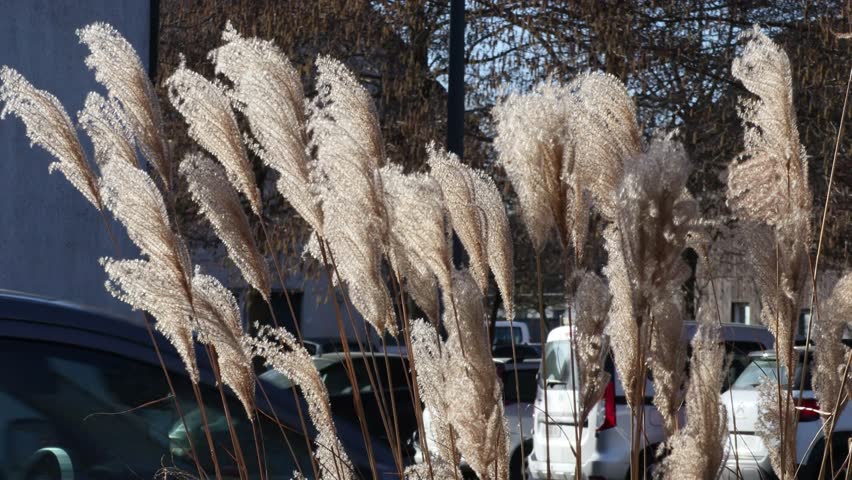 Ornamental silver grass plumes blowing in the wind in an urban parking lot