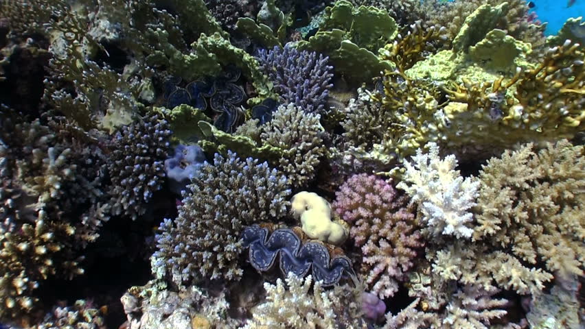 Colorful Sponge on Vibrant Coral Reef, Red sea