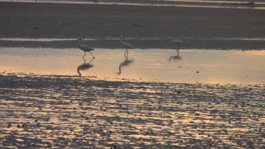 Bird appetitive behavior Egrets feed in the surf of a sandy tourist beach, often eating floating waste. Sulu sea, Malaysia, Borneo