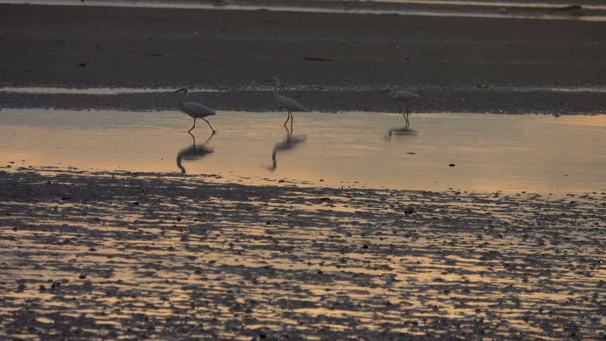 Bird appetitive behavior Egrets feed in the surf of a sandy tourist beach, often eating floating waste. Sulu sea, Malaysia, Borneo