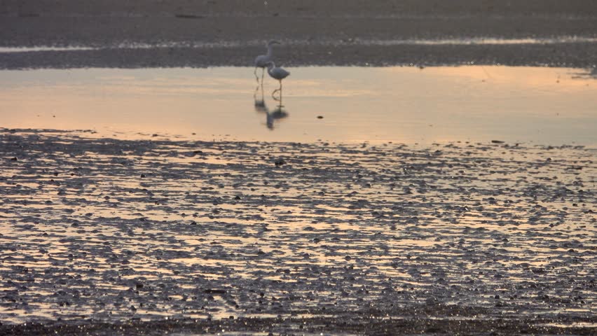 Bird appetitive behavior Egrets feed in the surf of a sandy tourist beach, often eating floating waste. Sulu sea, Malaysia, Borneo