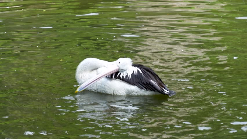 An active and dynamic shot of Australian pelican energetically splashing in the water. The bird is captured mid-bath, with its head dipped below the surface and water droplets flying in all directions