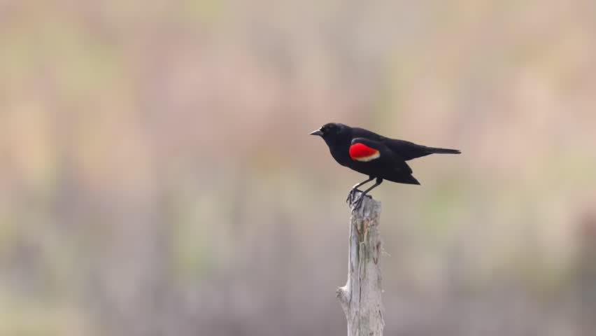Red winged blackbird perched on a wooden post looking around in its habitat