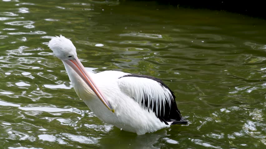 An active and dynamic shot of Australian pelican energetically splashing in the water. The bird is captured mid-bath, with its head dipped below the surface and water droplets flying in all directions