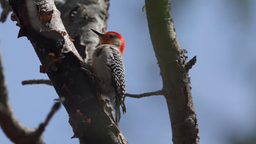 Red bellied woodpecker bird foraging for insects on a tree trunk in spring