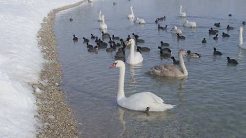 zagreb, jarun lake. winter time with lot of birds (swans, ducks,coots...). RED Scarlet slow motion.