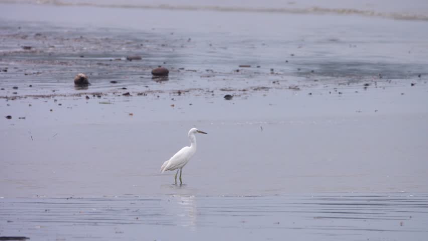 Bird appetitive behavior Egrets feed in the surf of a sandy tourist beach, often eating floating waste. Sulu sea, Malaysia, Borneo