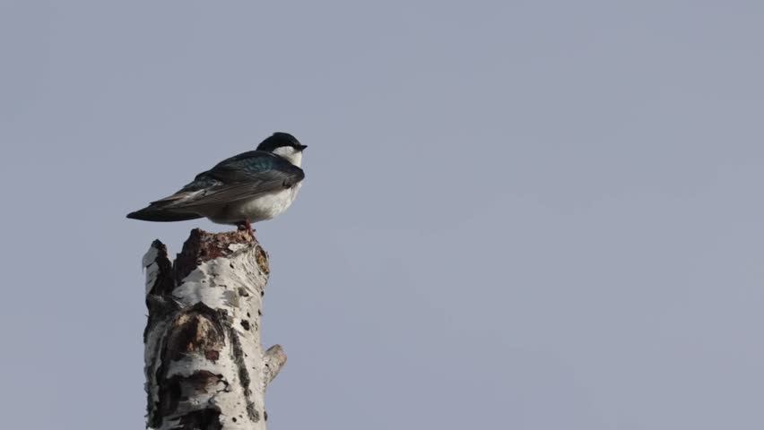 Tree swallow bird preening feathers while perched on a tree stump in spring