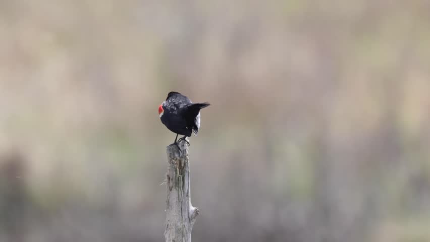Red-winged blackbird bird singing and perched on a wooden stump with blur background