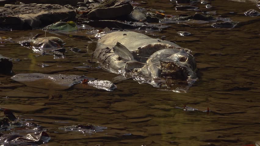 A close-up of a dead Salmon getting picked away by flies and maggots on the rocky shore of a sunlit creek during the fall salmon run.