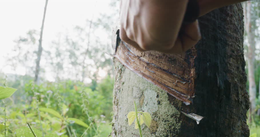 Asian man hand harvest para rubber in tree forest agricultural industry