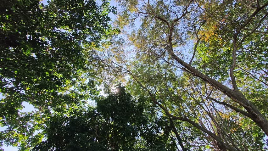 Sunlight through green forest canopy with yellow tree branches, peaceful nature background for relaxation.