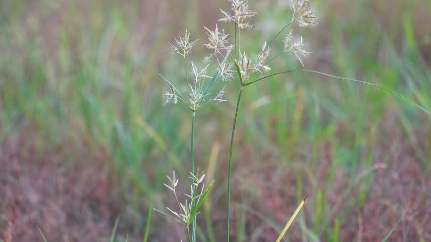 White Grass Flowers Green Field