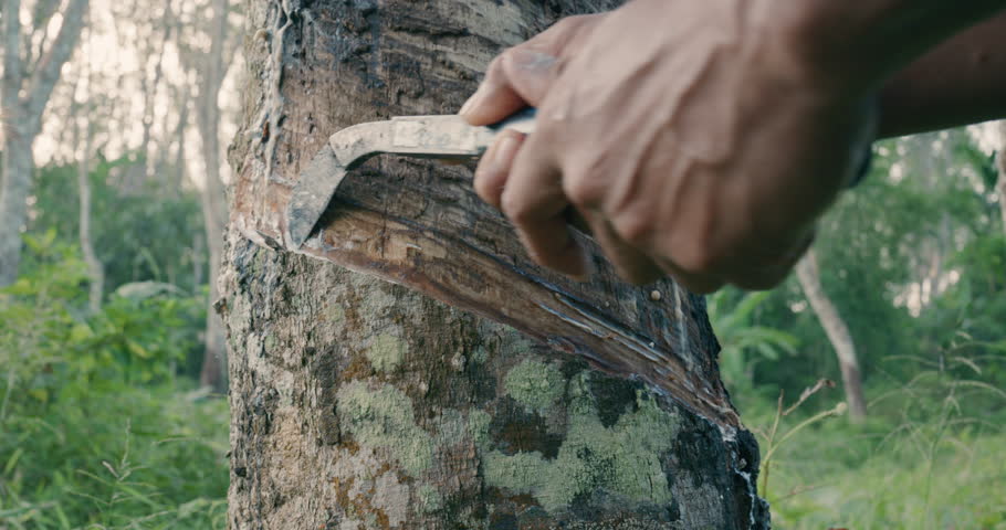 Asian man hand harvest para rubber in tree forest agricultural industry