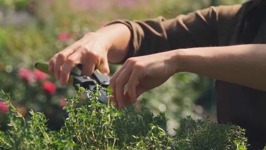 Midsection close-up in slow motion of female gardener cutting plants with scissors in yard on a sunny summer day, highlighting gardening and outdoor care.