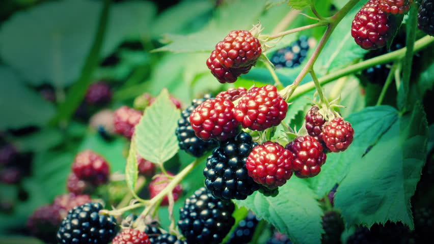 Blackberry Bush With Many Fruits