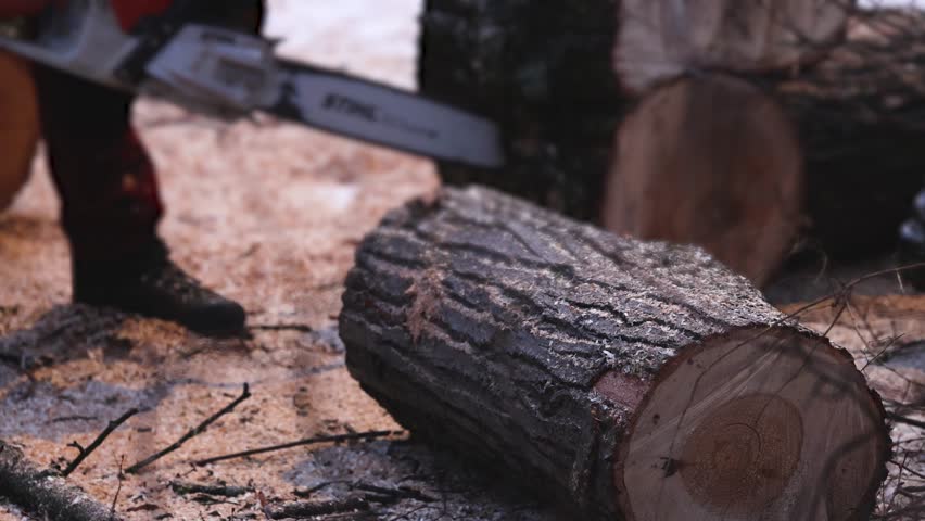 Lumberjack woodcutter with chainsaw in uniform cutting a massive tree in the winter forest, logger sawing and chopping firewood timber tree trunk on sawmill, lumberman at work, sawdust and woodchips