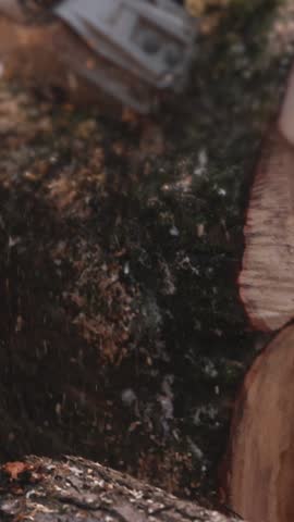 Lumberjack woodcutter with chainsaw in uniform cutting a massive tree in the winter forest, logger sawing and chopping firewood timber tree trunk on sawmill, lumberman at work, sawdust and woodchips