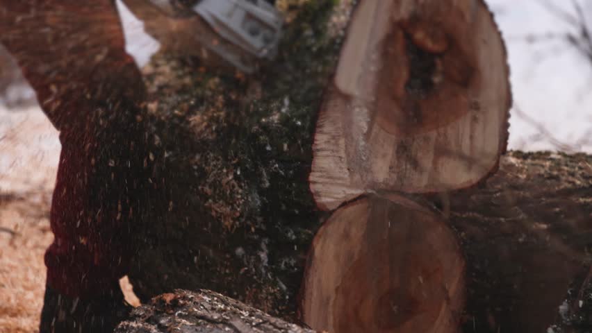 Lumberjack woodcutter with chainsaw in uniform cutting a massive tree in the winter forest, logger sawing and chopping firewood timber tree trunk on sawmill, lumberman at work, sawdust and woodchips