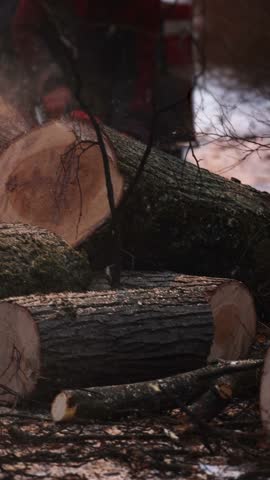 Lumberjack woodcutter with chainsaw in uniform cutting a massive tree in the winter forest, logger sawing and chopping firewood timber tree trunk on sawmill, lumberman at work, sawdust and woodchips