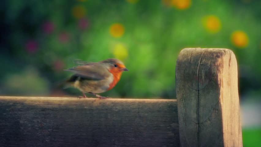 Robin On Bench In Sunny Garden