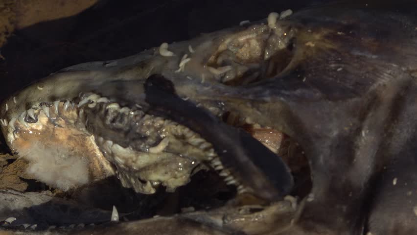 A close-up of maggots eating the head of a dead Salmon on the shore of a creek.