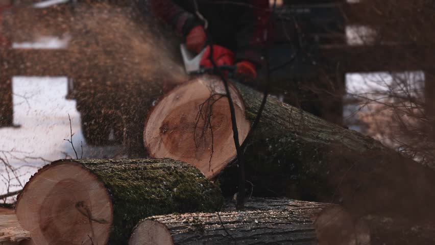 Lumberjack woodcutter with chainsaw in uniform cutting a massive tree in the winter forest, logger sawing and chopping firewood timber tree trunk on sawmill, lumberman at work, sawdust and woodchips