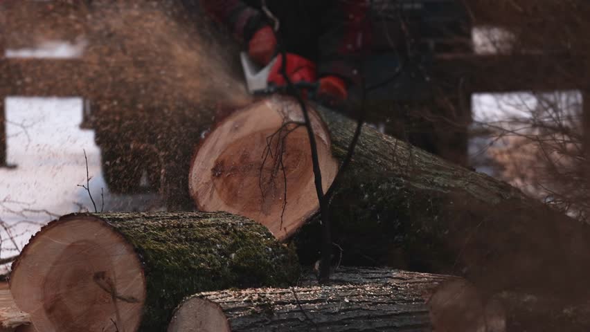 Lumberjack woodcutter with chainsaw in uniform cutting a massive tree in the winter forest, logger sawing and chopping firewood timber tree trunk on sawmill, lumberman at work, sawdust and woodchips
