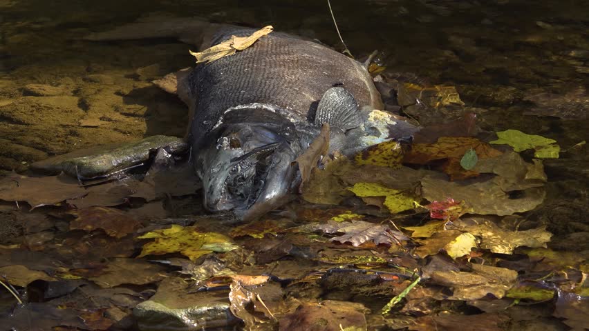 Decomposing Salmon carcass being eaten by maggots and flies on a the wet shore of a creek. Showing jagged teeth and decayed flesh among fallen leaves during the Autumn Salmon run.