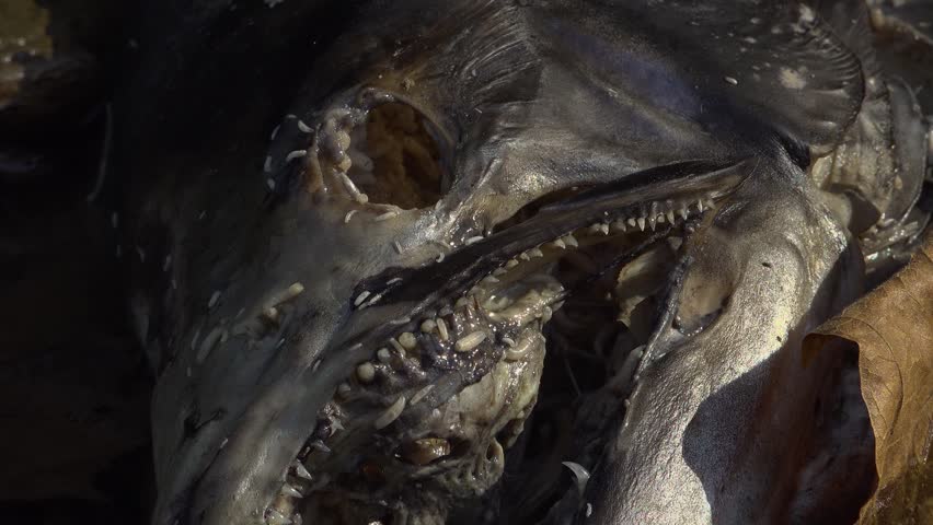 Close-up of maggots eating and swimming through the head of a dead Salmon after it spawn in a creek during the fall salmon run.