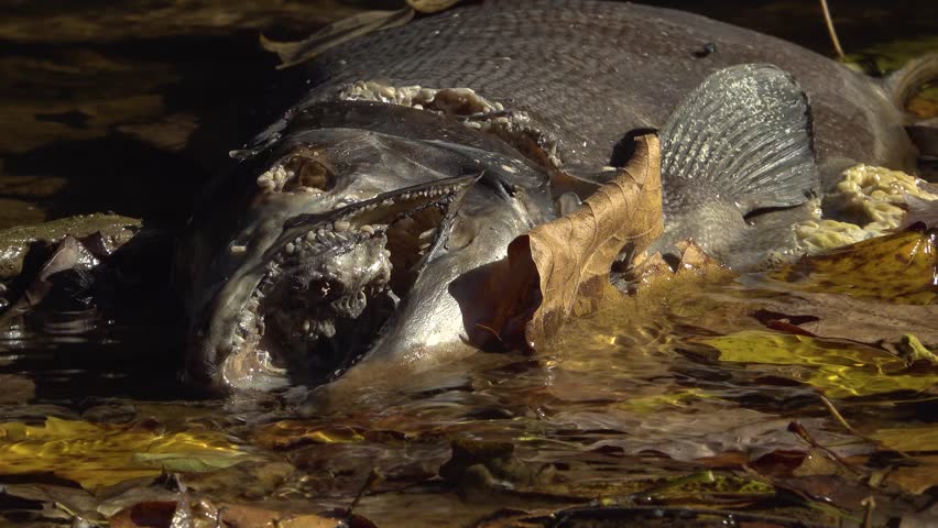 Close-up of a decomposing Salmon carcass being eaten by maggots and flies on a the wet shore of a creek. Showing jagged teeth and decayed flesh among fallen leaves during the Autumn Salmon run.
