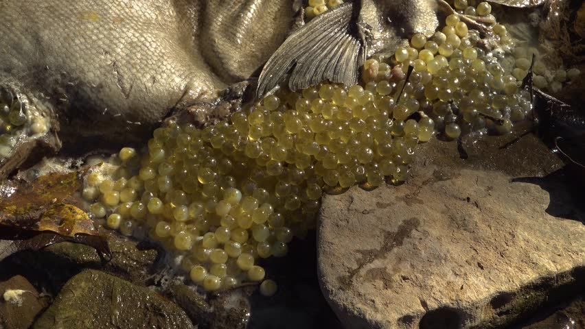 A close-up of maggots eating a dead Salmon with her eggs beside her in a rocky stream during the fall Salmon run.
